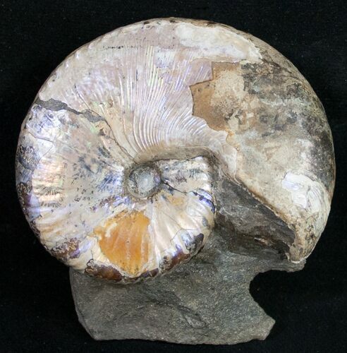Hoploscaphites Nicolletii Ammonite #9970